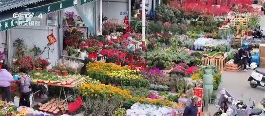 年貨市場(chǎng)購(gòu)銷(xiāo)兩旺 花卉禮盒映紅新春